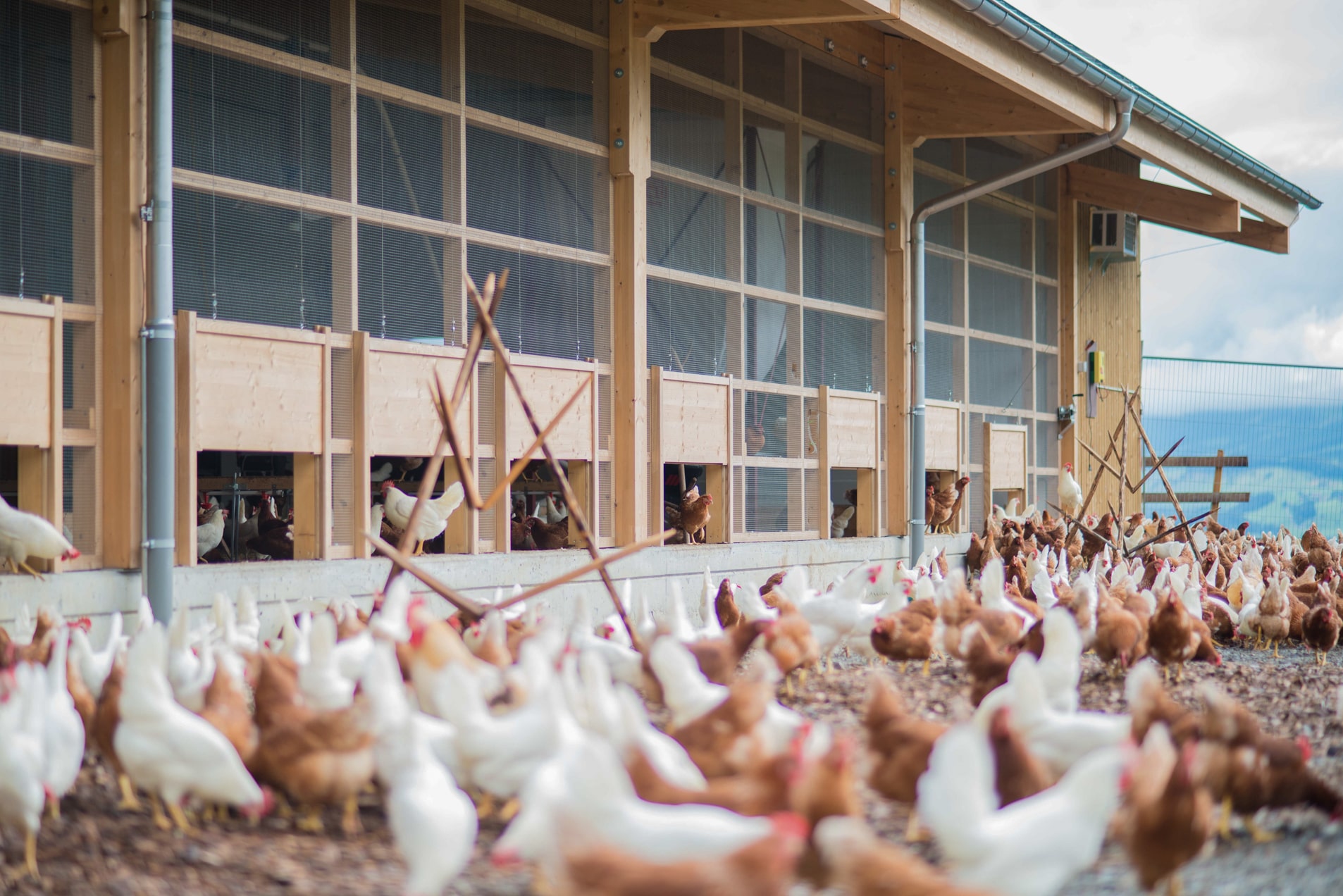 Abächerli Michael (0-CH-4021)