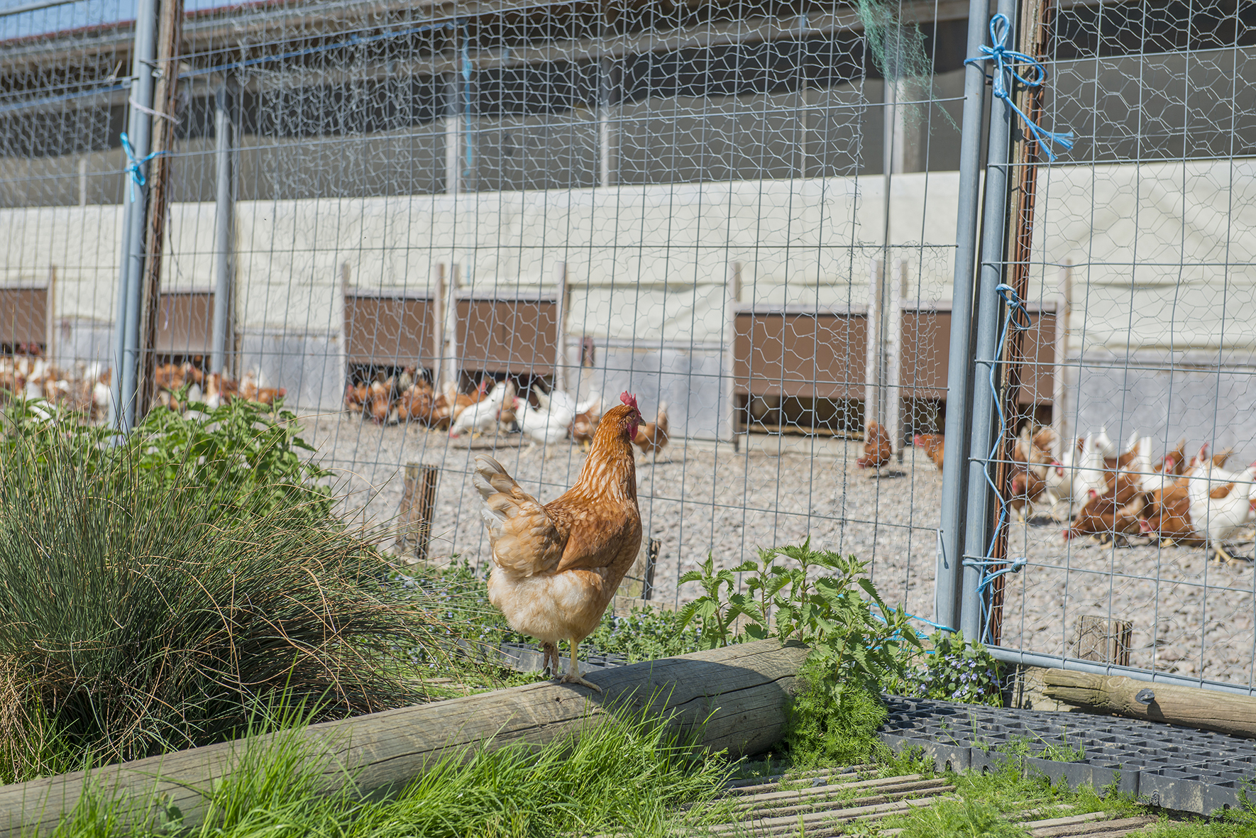 Bosshard Lukas (0-CH-3922)