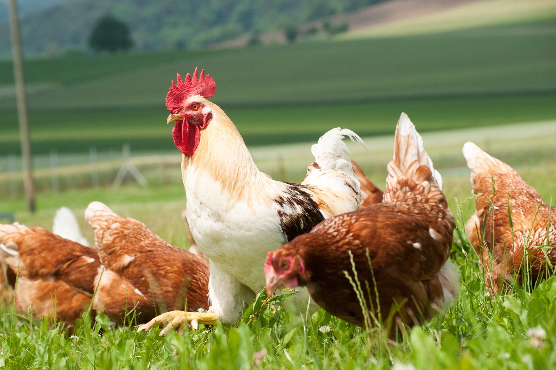 Eng Jonas (0-CH-6848)