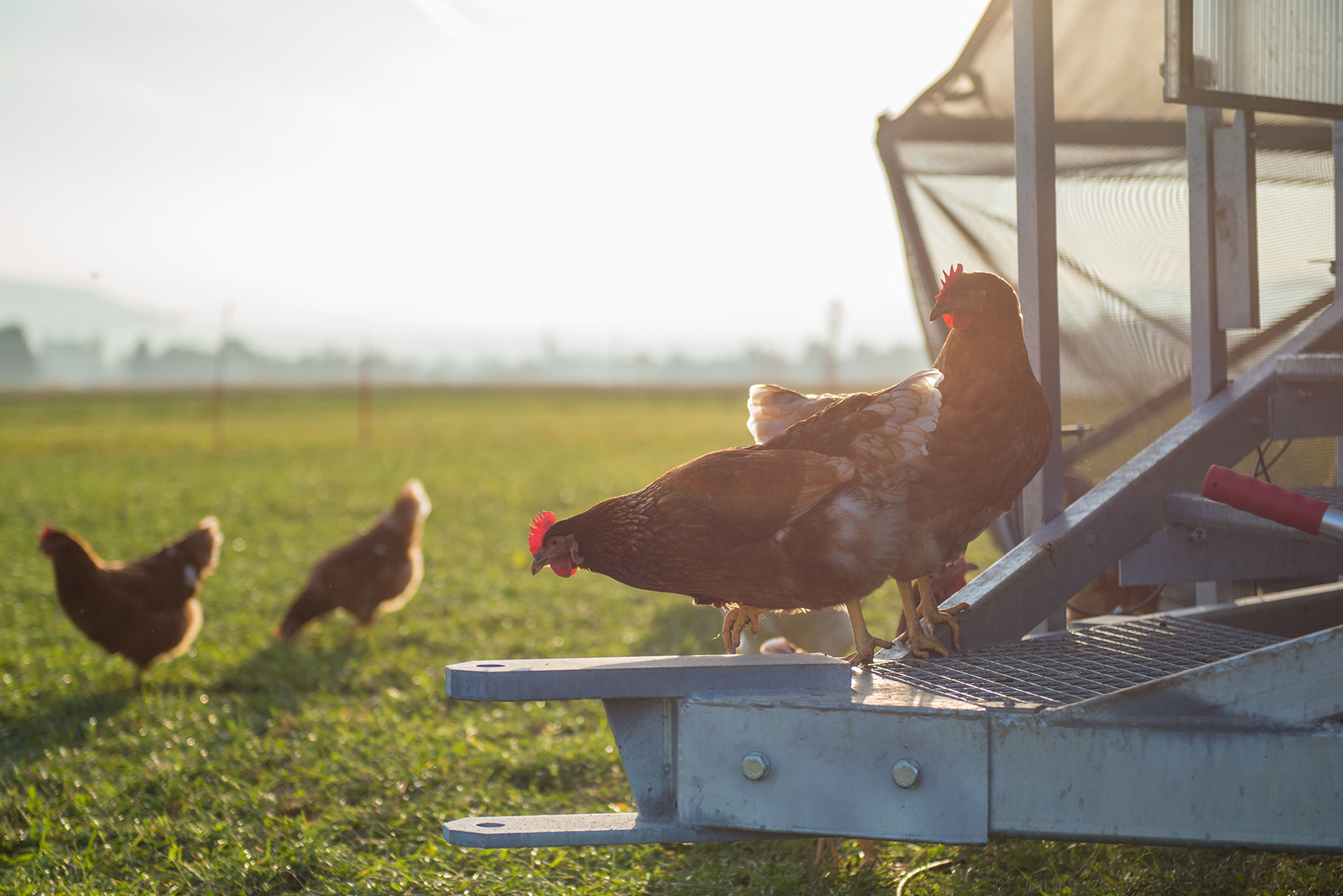 Hof am Stei GmbH  (0-CH-272)