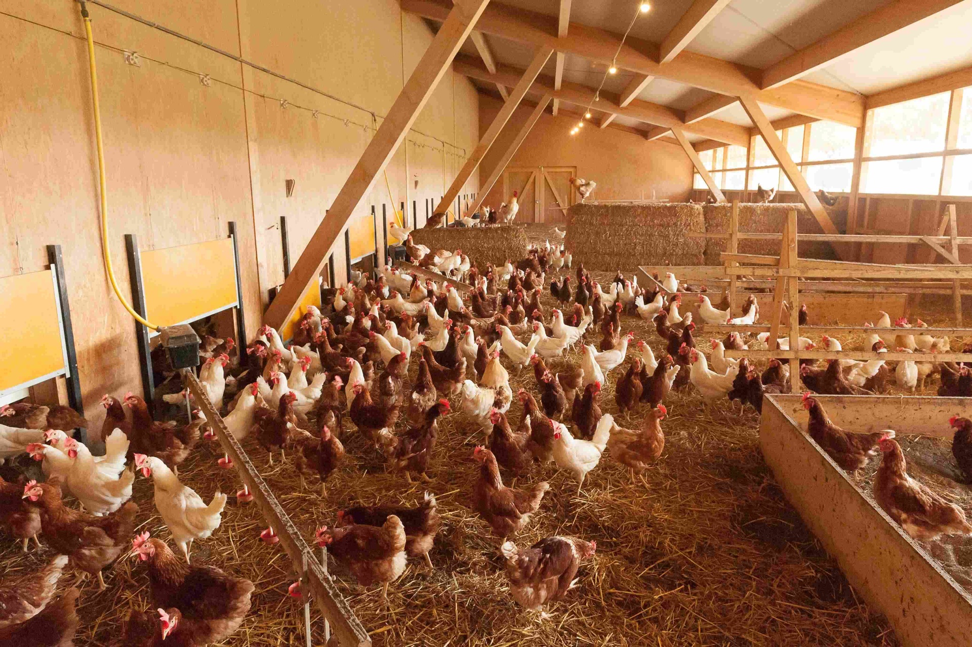 Jäissli Joel u. Livia (0-CH-5756)