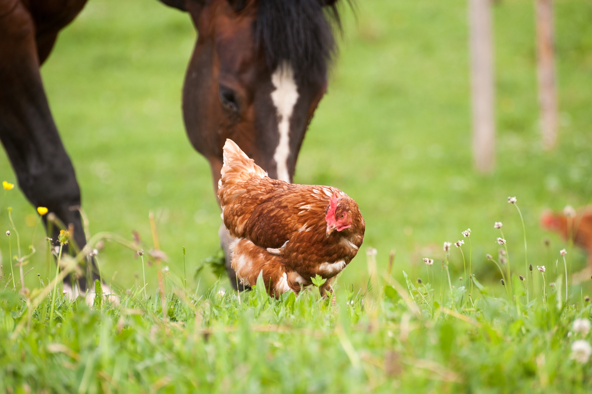 Liaudat Patrick u. Karin (0-CH-9532)