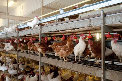 Saucy Mathieu (0-CH-9883)