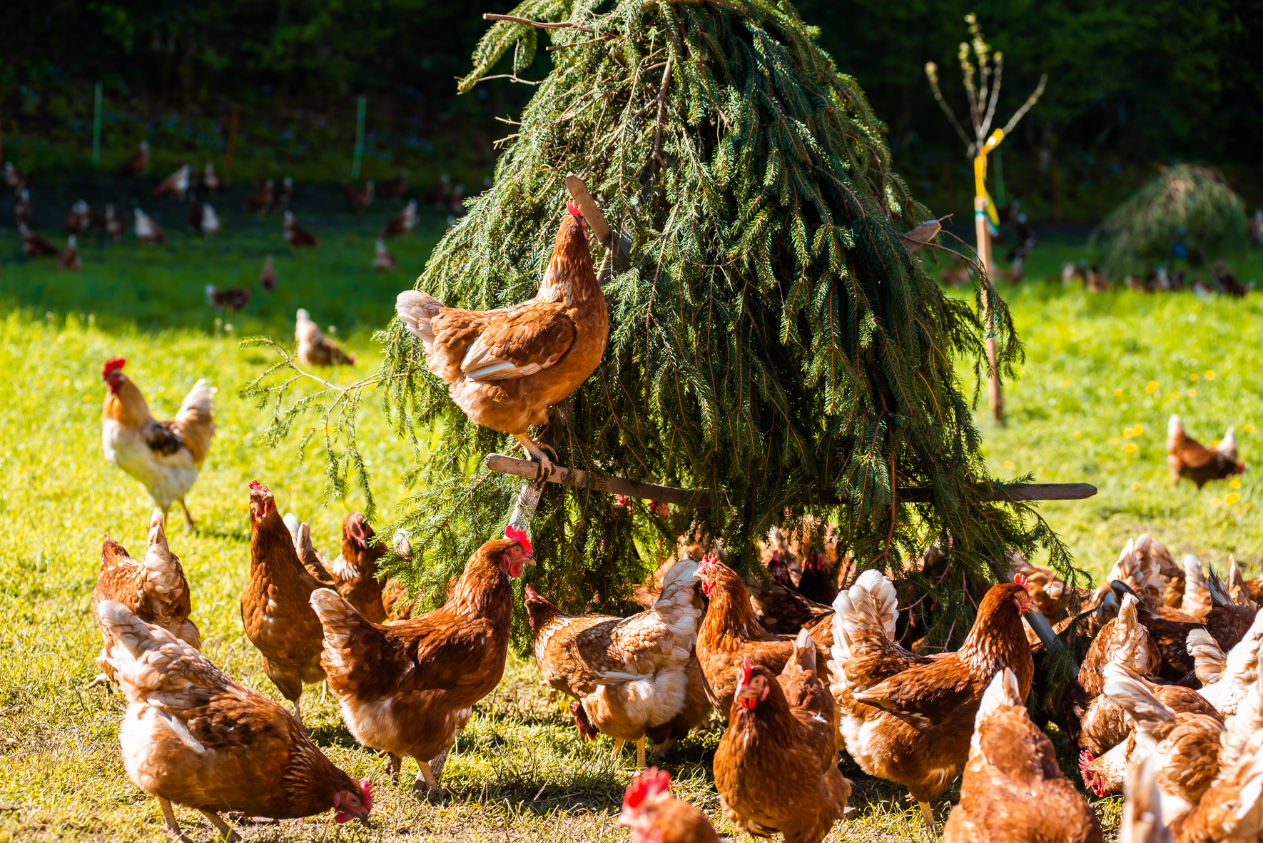 Wiget Ueli (0-CH-9715)