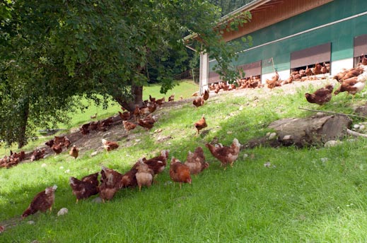 Wittwer Sarah u. David (0-CH-4364)